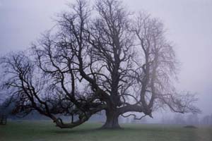 ancient tree